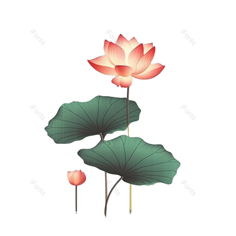 粉红色的花图片,莲花元素,灰色背景PNG,植物免抠素材